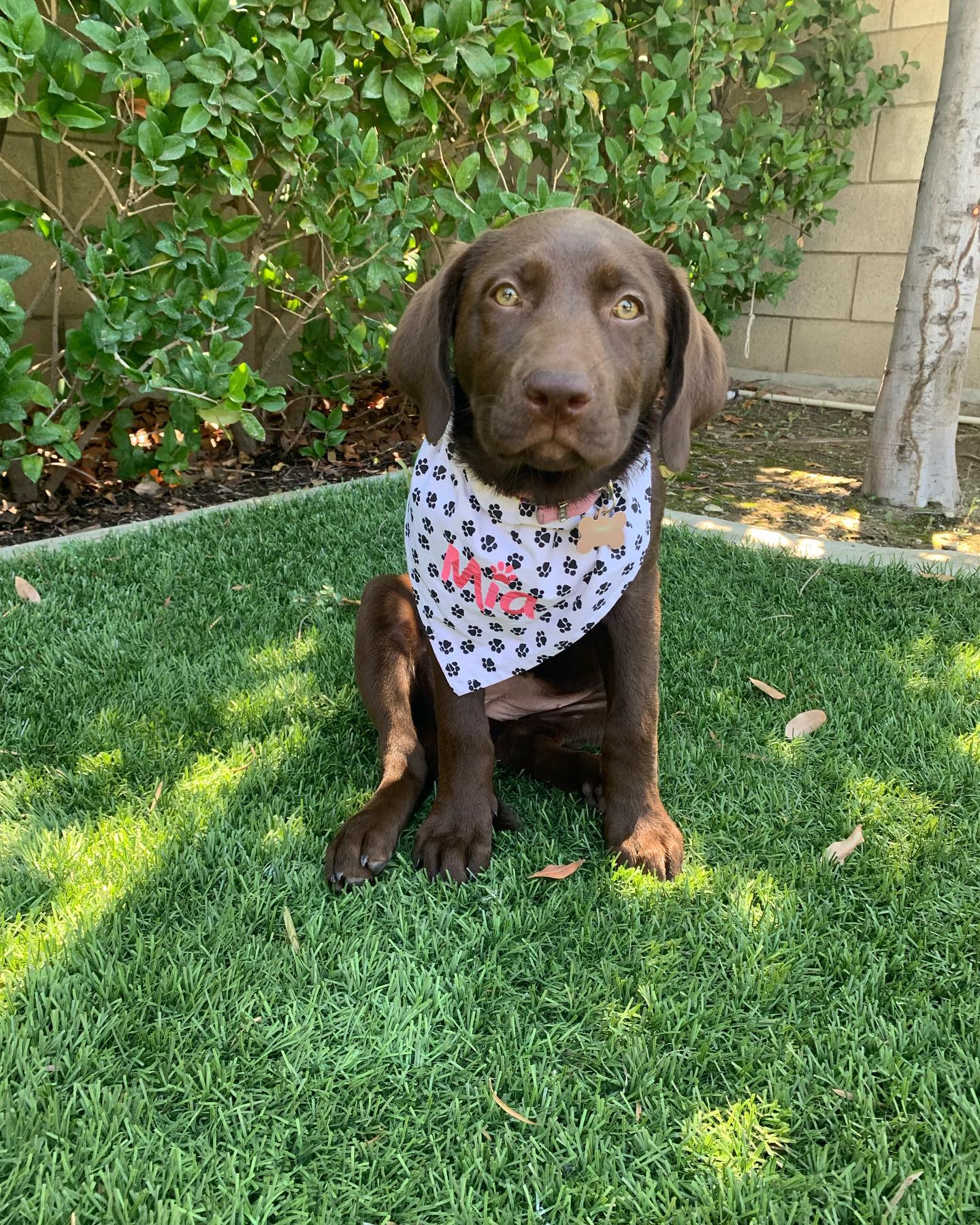 Dog Bandanas