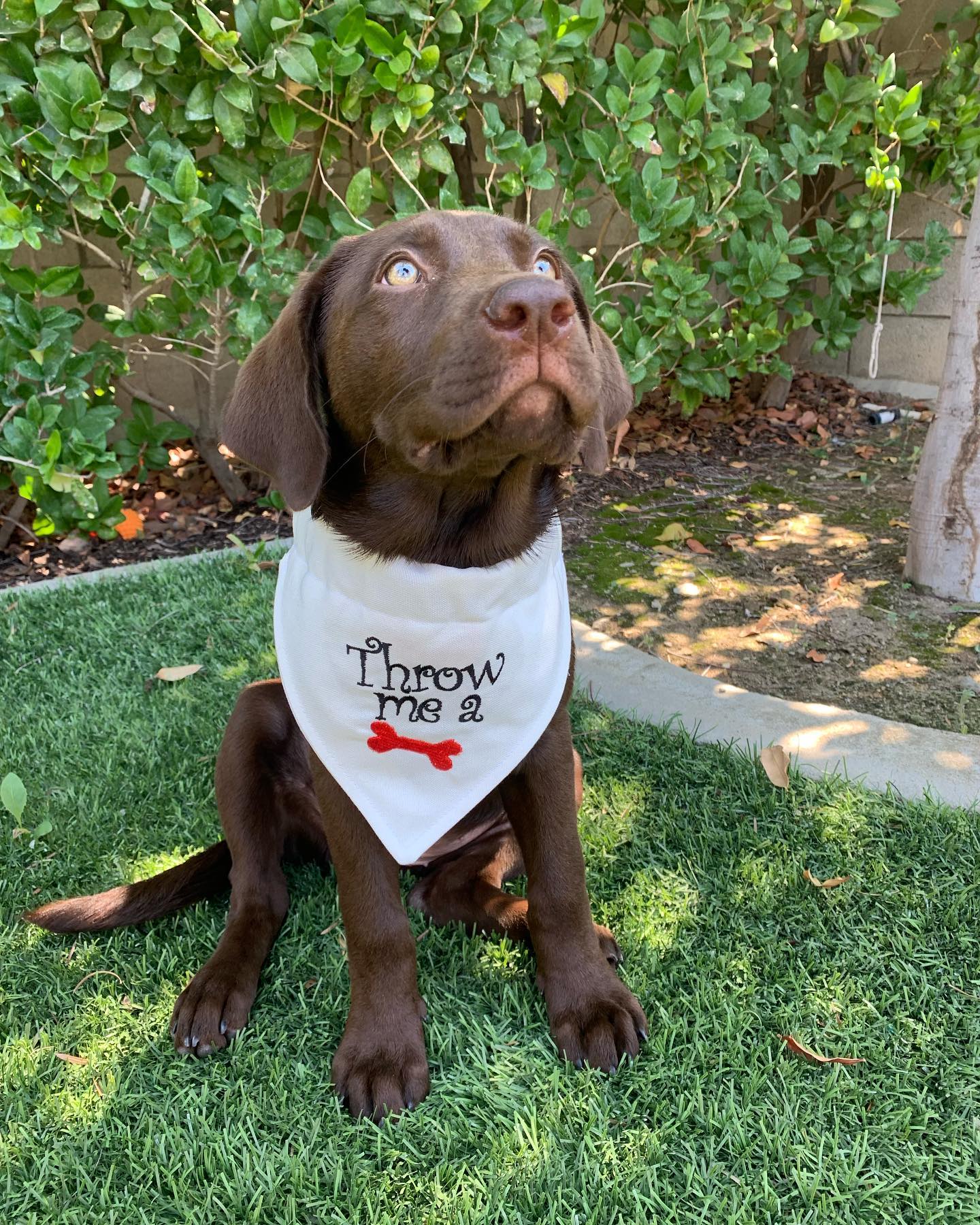 Dog Bandanas